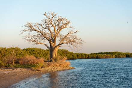 sine saloum