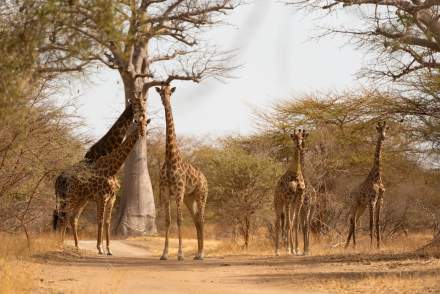 baobab