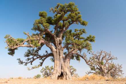 Dakar, Sénégal · Terrou-Bi 