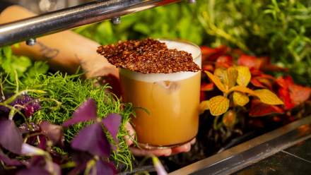 diamono x salmon guru